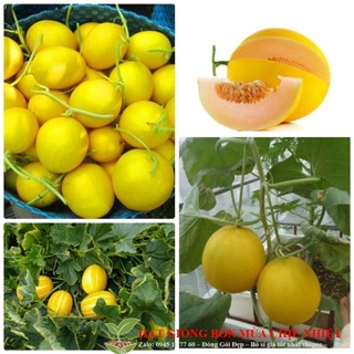 Hạt giống dưa lê kim cô lương siêu ngọt