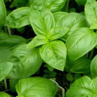 Gói 200 hạt giống húng thơm - Rau É Trắng ( Rau Gia Vị )