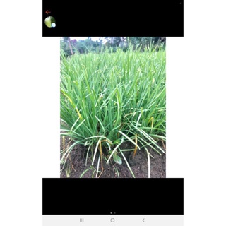 80 củ hẹ ta giống
