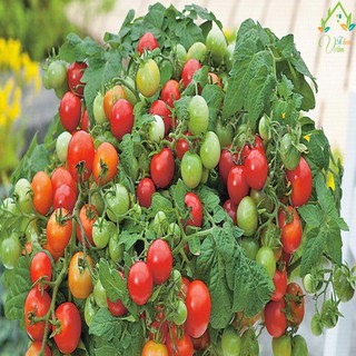 hạt giống cà chua bi lùn đỏ 50 hạt