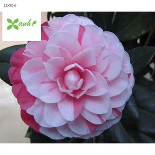 Hạt giống hoa Trà My - 5 hạt