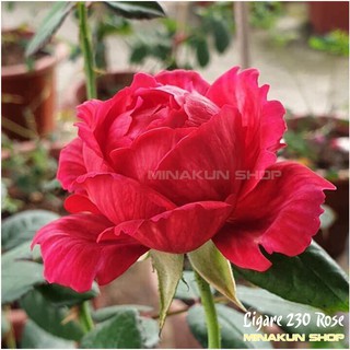 Hoa Hồng ngoại Bụi Ligare 230 Rose kẻ sọc quyến rũ - MinaKun Shop