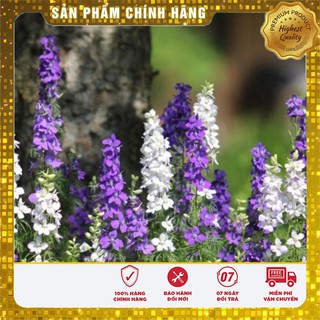Hạt Giống Hoa Phi Yến Mix 100 Hạt
