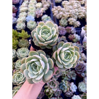 Sen đá ngọc bích size bầu 4-6cm