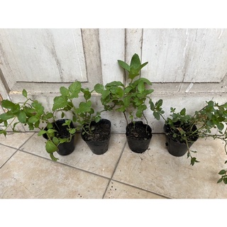 Chậu bạc hà (mint) size nhỏ các loại
