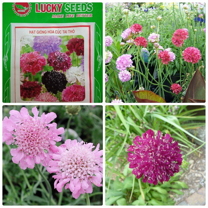 Gói 50 hạt giống hoa cúc tai thỏ xuất xứ Đức- hạt giống Lucky Seeds