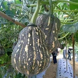 Hạt Giống Bí Hạt Đậu - Bí Đỏ Hạt Đậu { 1 gói 10 hạt }