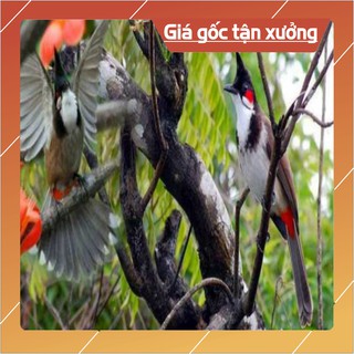 Keo bẫy chim