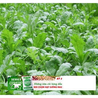 Hạt giống rau Cải Cúc Nếp Cao sản TÁCH GÓI 50H TRỒNG THÙNG XỐP