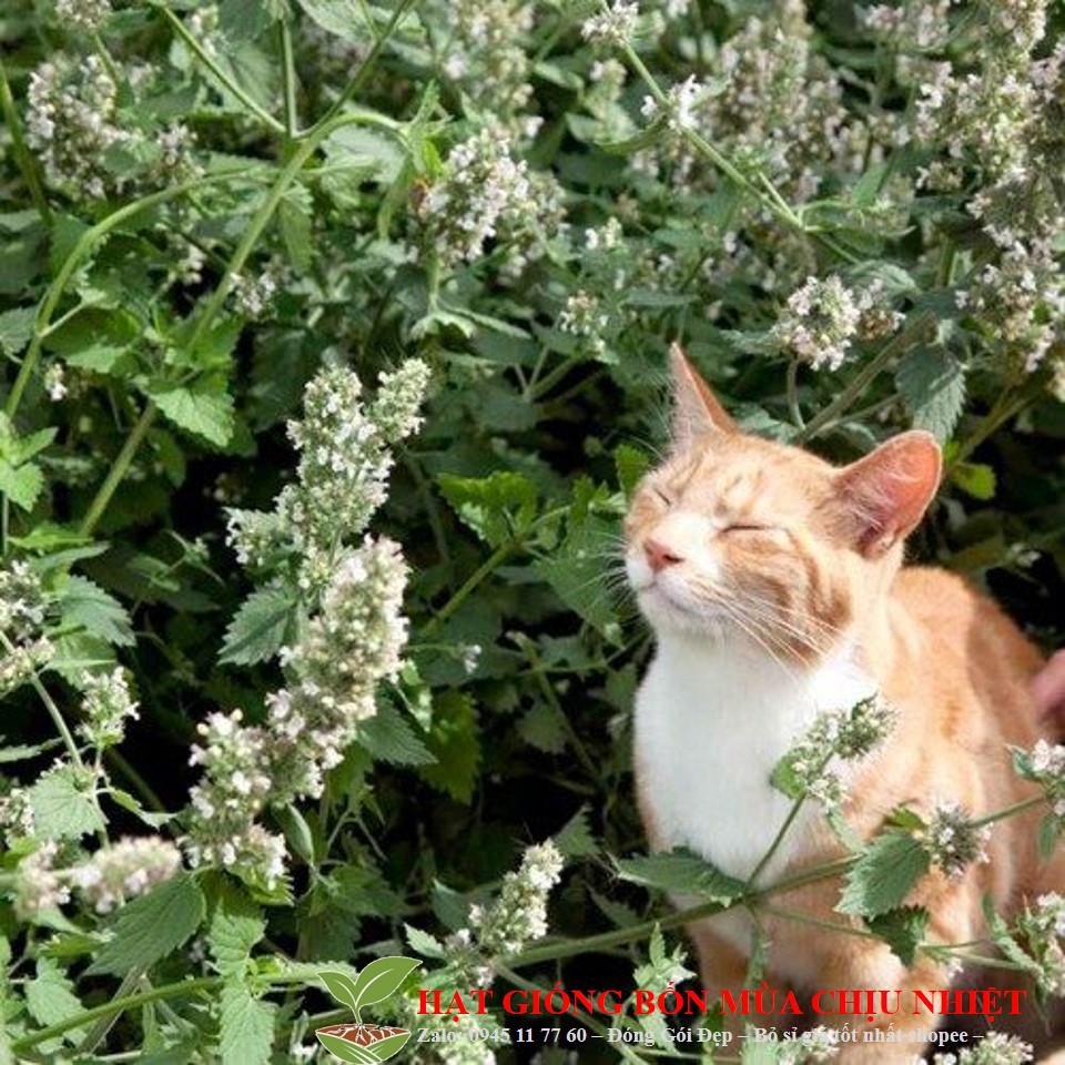 Gói 50 Hạt Giống Cỏ Mèo/ Bạc Hà Mèo Catnip luckyseed hạt siêu rẻ
