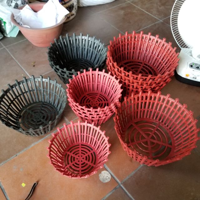 Chậu treo hoa phong lan