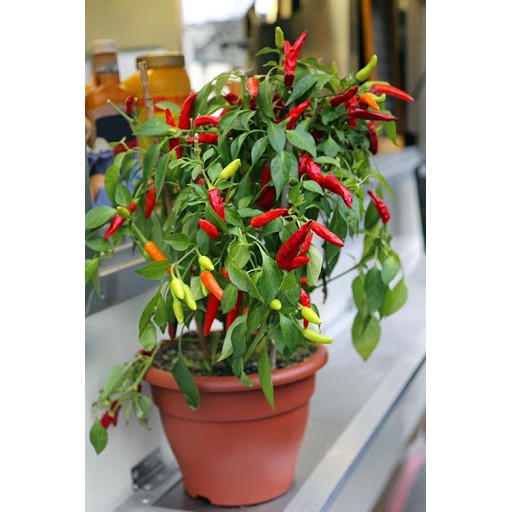Cây Ớt Đã Có Quả
