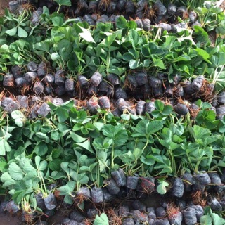 10 cây dâu tây giống thường