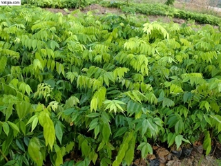 cây SƯA ĐỎ giống - Cây giống giá trị kinh tế cao