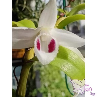Lan Phi Điệp 🍀FREESHIP🍀 5 Cánh Trắng Phú Thọ [ Ươm Kie ]