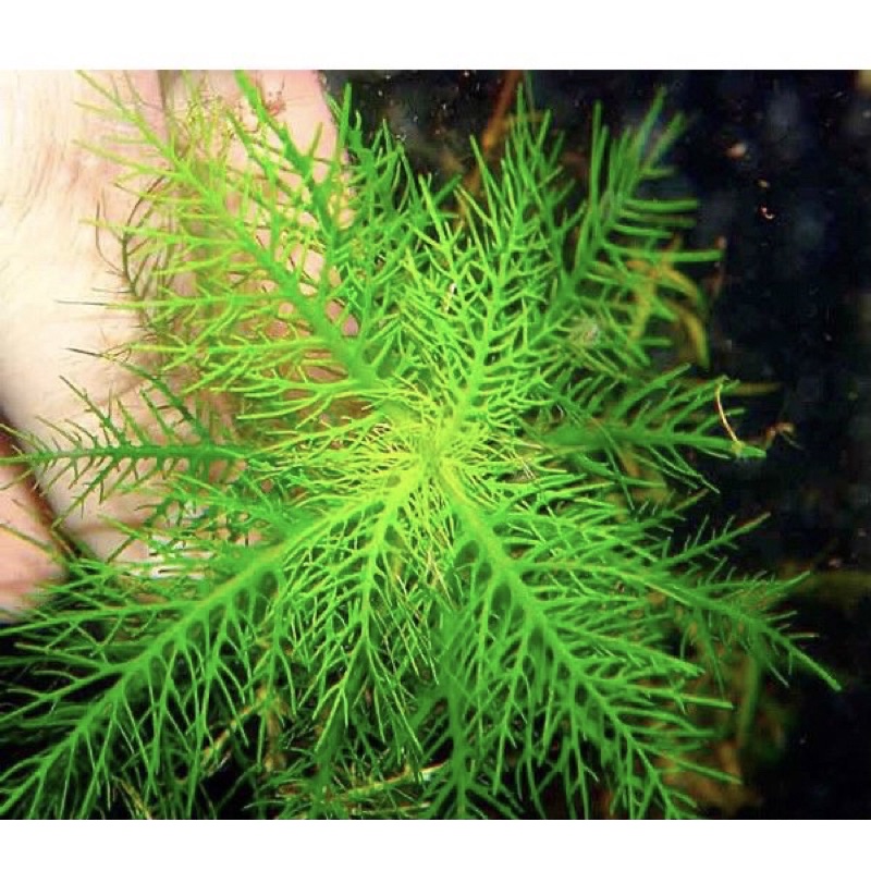 Hygrophila Balsamica - Cây Liễu Thơm/Lông Công - Cây Thủy Sinh Cắm