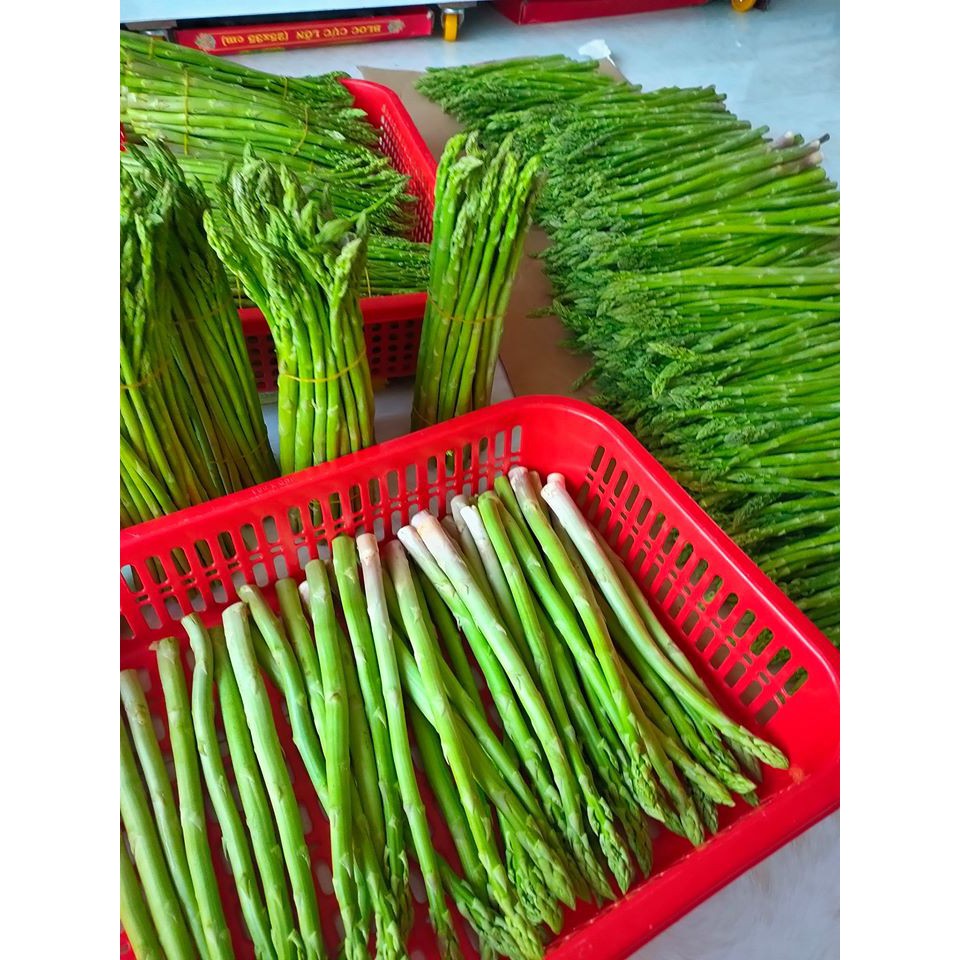 Hạt Giống Măng Tây Xanh Cao Sản