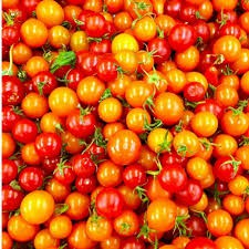 Hạt giống cà chua cherry đỏ (30 hạt)