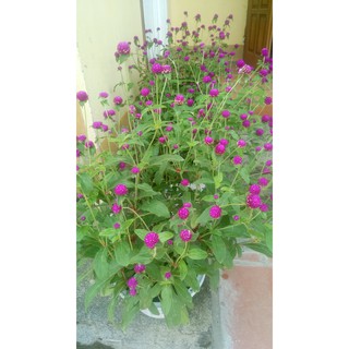 Gói 100 hat giống cúc bách nhật màu tím