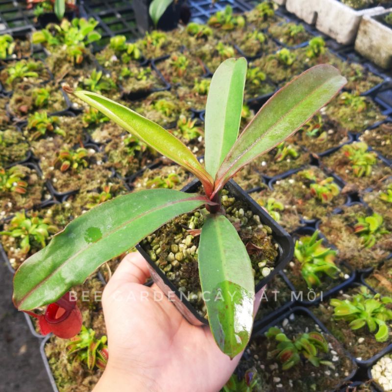 Cây nắp ấm N. viking x ampullaria red