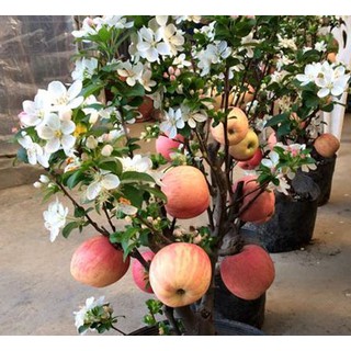 15 Hạt giống Táo lùn đỏ   