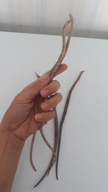 1 cặp hải long thuôn. hải long dài. Đồ ngâm rựu