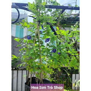 (Hỏa tốc) Chậu 2-3 cây HOA ĐẬU BIẾC, cao hơn 1 mét, nhiều hoa.