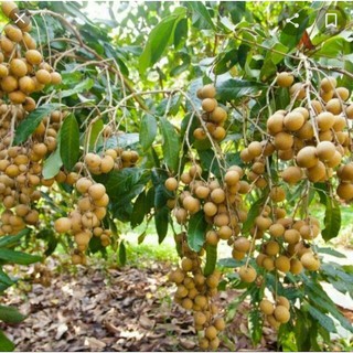 500gr Nhãn lồng hưng yên ngọt lịm ráo nước.giao nhanh SÀI GÒN