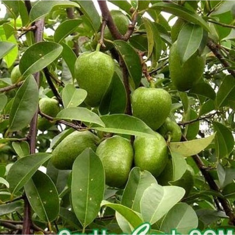 Trái bình bát xanh