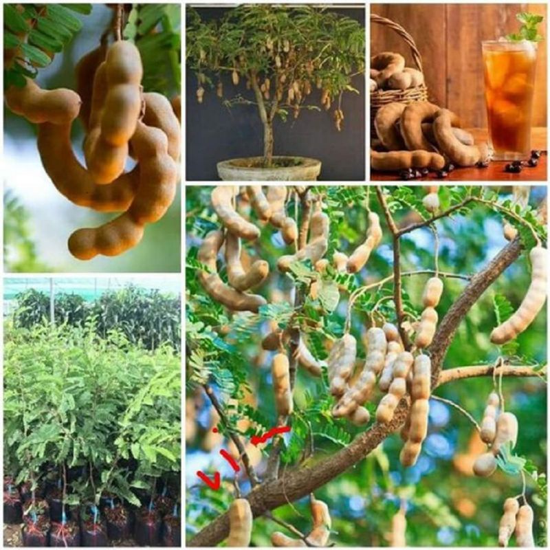 Cây me thái lùn trái ngọt