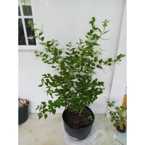 HẠT GIỐNG Cây Hoa Bạch Trầm Hương Đẹp Mắt