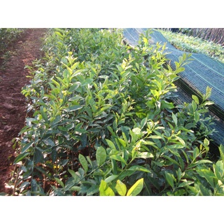 Cây giống chanh đào ruột hồng siêu sớm. .