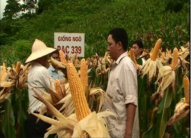 Hạt giống ngô lai đơn 339