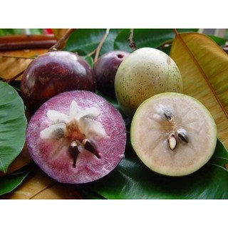 Cây giống vú sữa lò rèn.