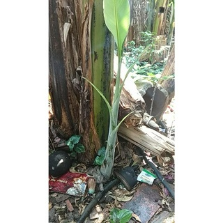 Cây chuối hột non (tính cây) để bào trộn gỏi, nấu lẩu, xào