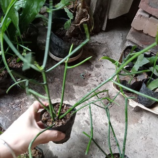 Cây giống dạ quỳnh, cây giao