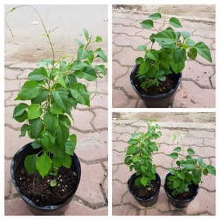 Cây Giống Lá Giang