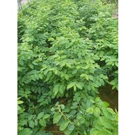 #Hạt_Giống_Rau_Ngót