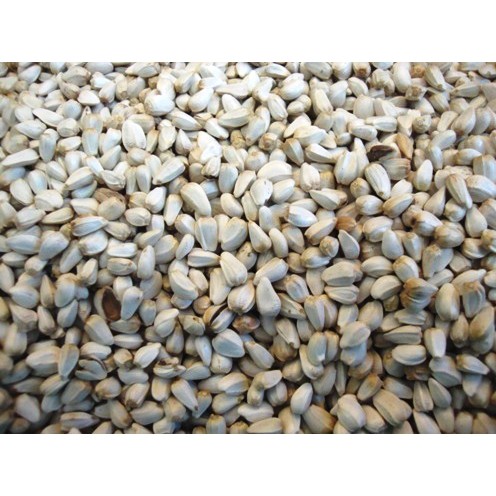 Hạt Kham Bỉ gói 500g-1kg