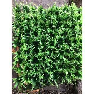 Vỉ cỏ nhựa mily trang trí