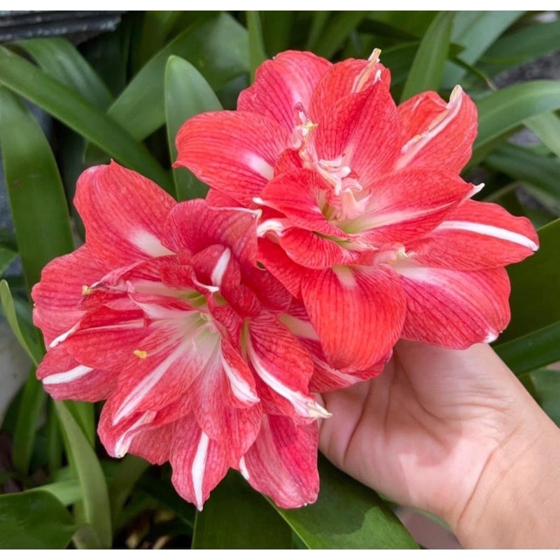 Củ Hoa Huệ Tây , Lan huệ Cánh kép