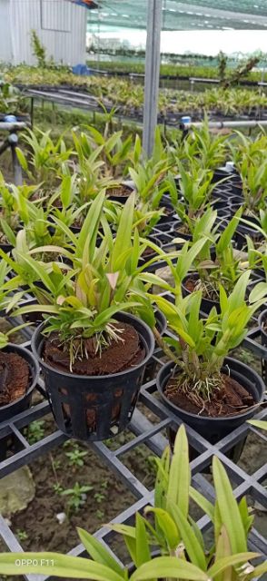 Hoa lan denro yaya mặt cười