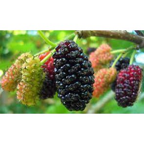 Chậu Cây Dâu Tằm đang siêu trái.