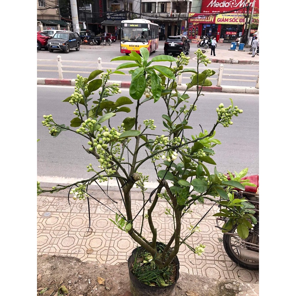 Cây Bưởi Hoa☘Cây Bưởi☘Hoa Bưởi☘Giống Siêu Hoa☘Hoa Thơm☘Nở Bền 15-20 Ngày@