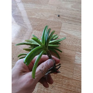 Lan hỏa hoàng cam 1 cây