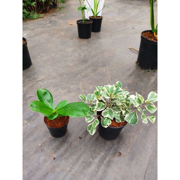 Chậu cứng bàng tam phúc + bàng Singapore
