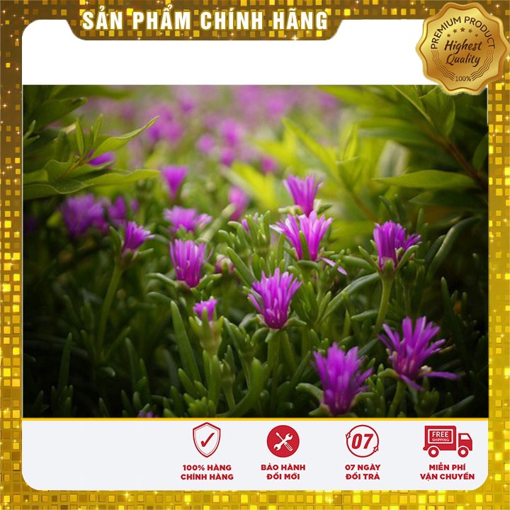 Hạt giống hoa mười giờ châu phi F1 LUCKY SEEDS - 30 hạt