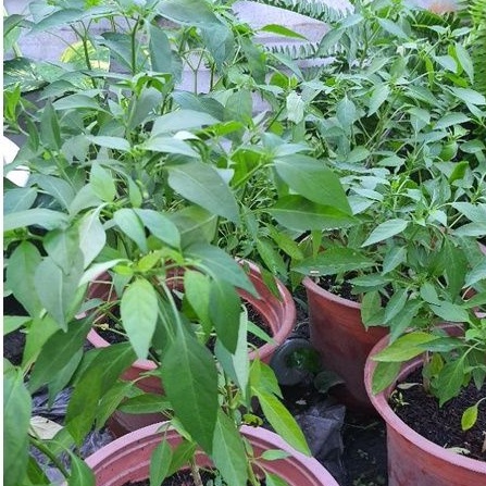 Ớt kiểng - TACY'S GARDEN 100% rau sạch nhà vườn trồng