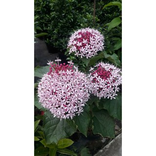 Cây Hoa pháo Bông... siêu hoa...