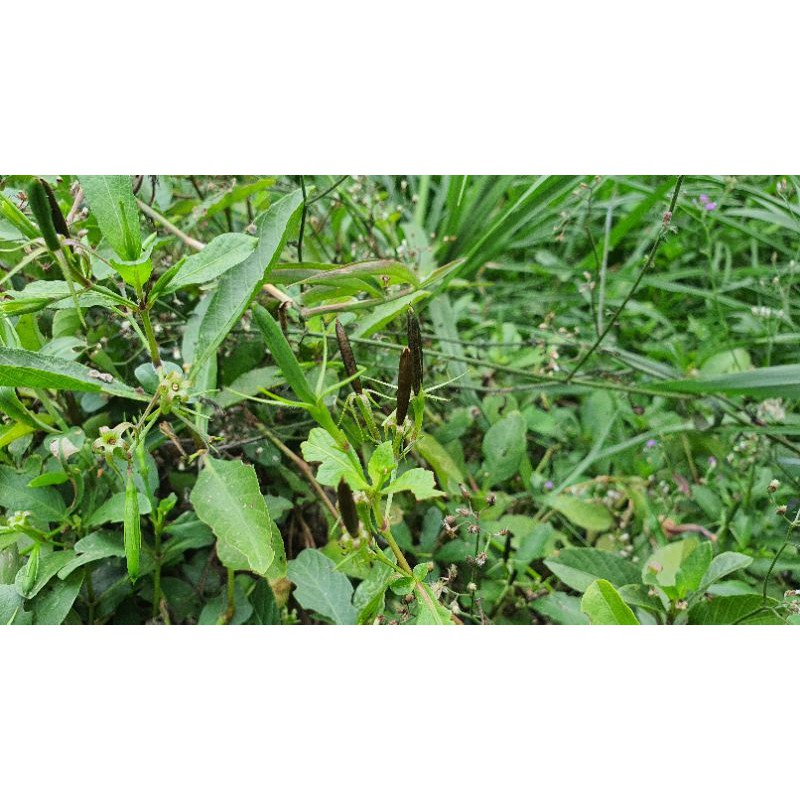 Hạt giống cây cỏ nổ  - 20 quả